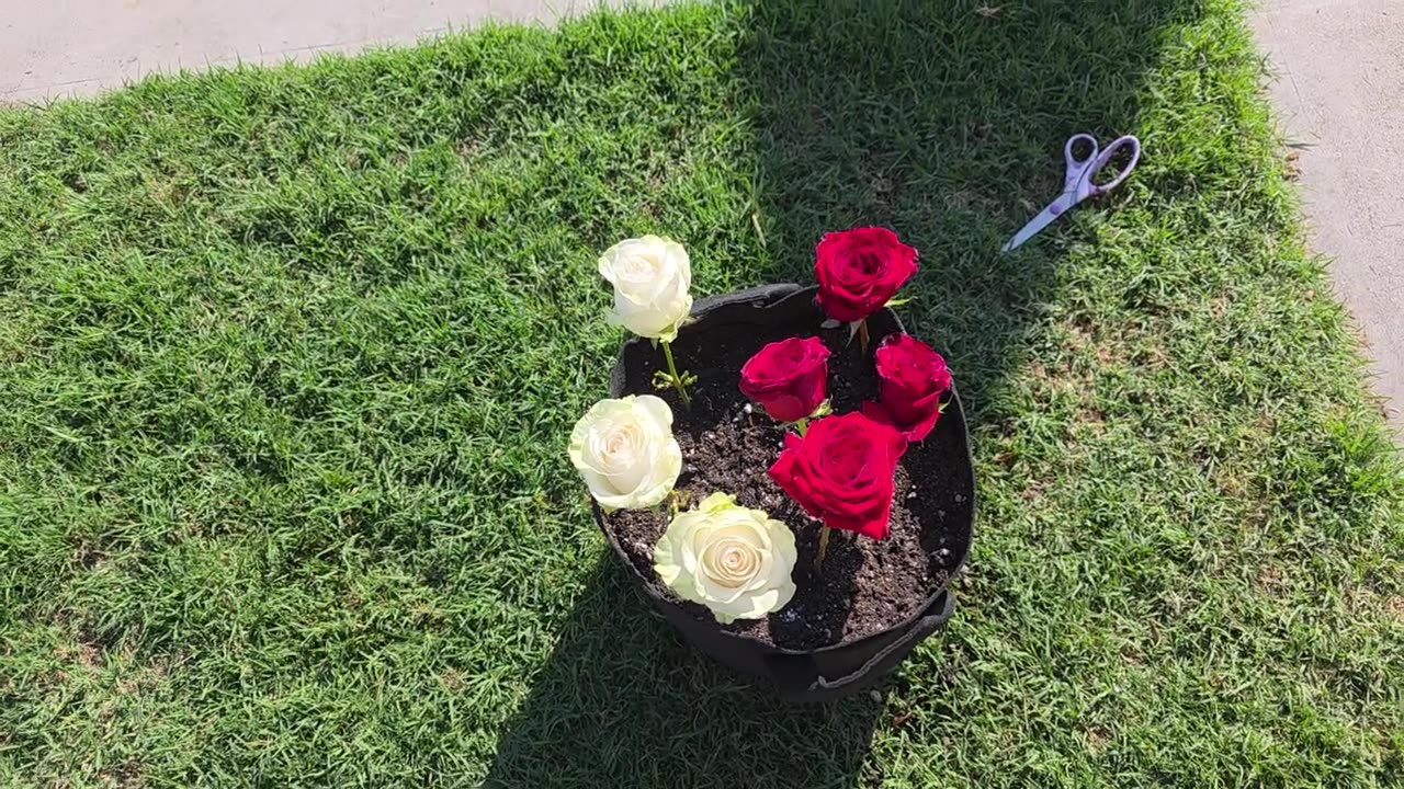 Father's Roses 🤞 (November 6, 2025)