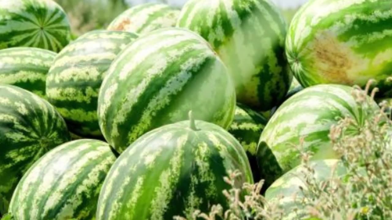 ŘECKO ČELÍ POŽÁRŮM - AKTUALITY Z MAINSTREAMU 12.-14.8.2025