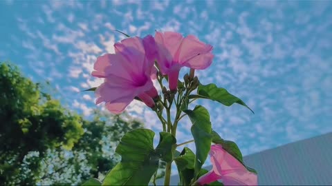 Tera Mera Jahan Le Chalu Mai Waha 🦋||Lofi ~ Reverd 💗||Love status 🌻||WhatsApp status