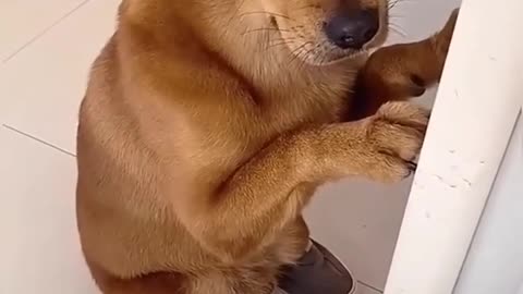 Funny dog