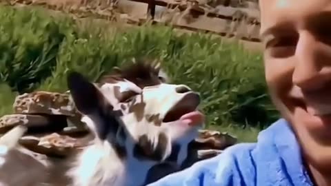 funny pets