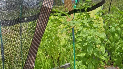 Sweet basil harvest