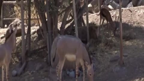 Somali donkey