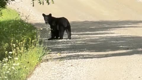 Baby Black Bear