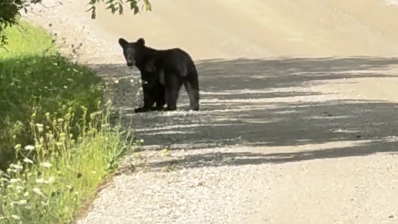 Baby Black Bear
