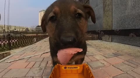 Workers Feed Puppies With Toy Truck