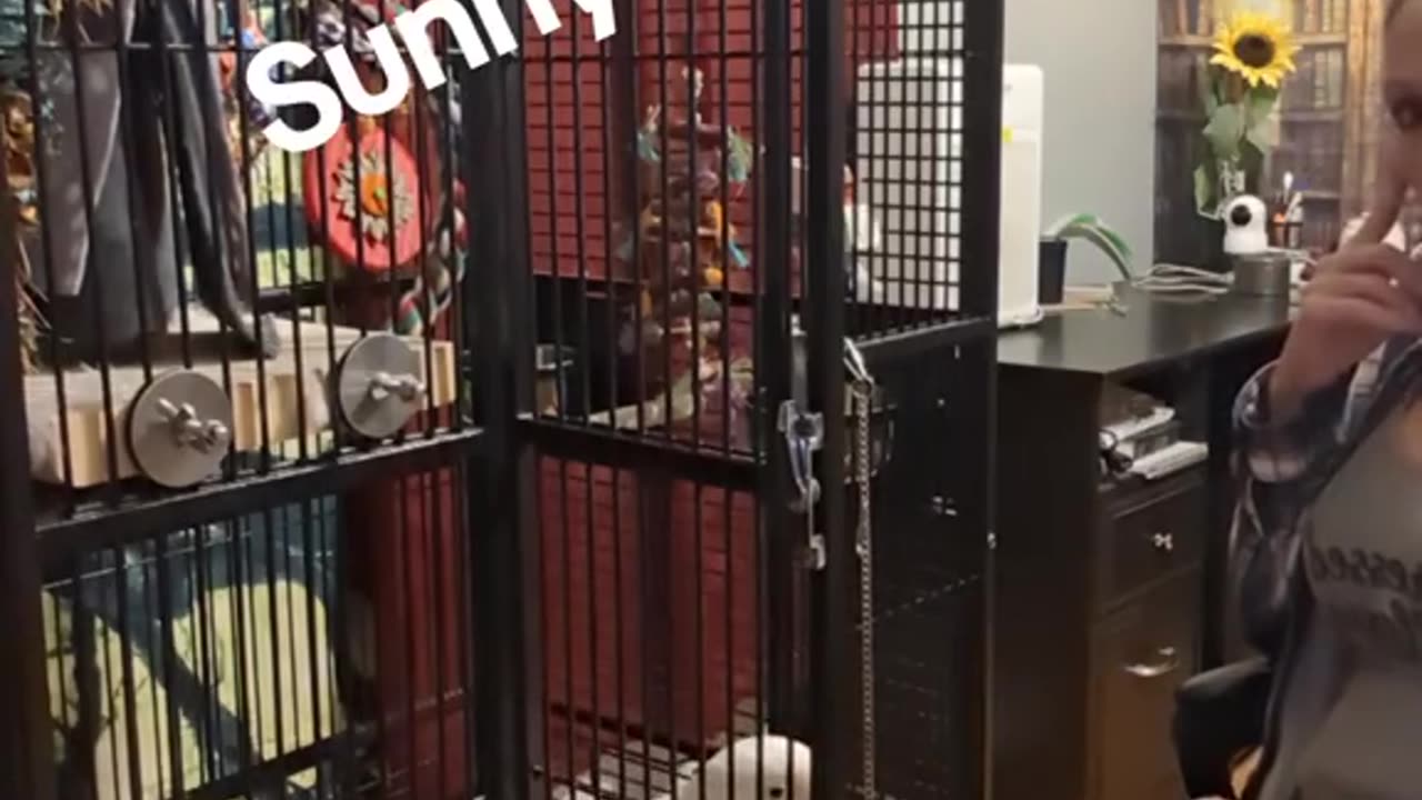 Sunny Boy Is Stubborn
