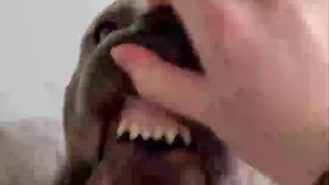 capo’s teeth 😂