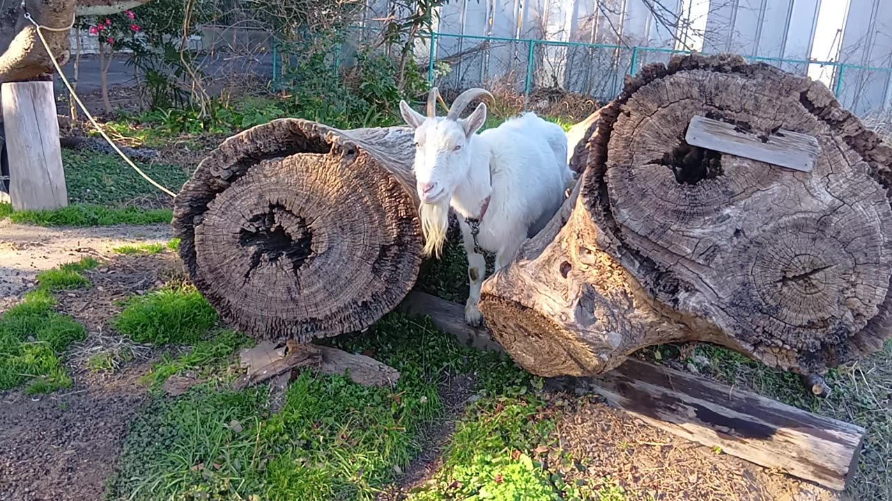 お正月の山羊さん