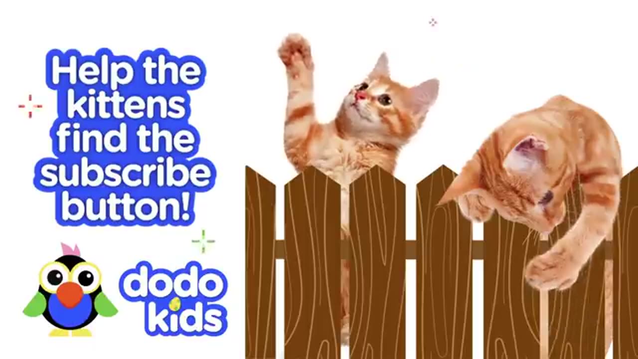 Little Dog Dreams Of Swimming In The Big Ocean | Dodo Kids | Splash Dogs