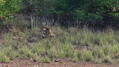 Animal fight