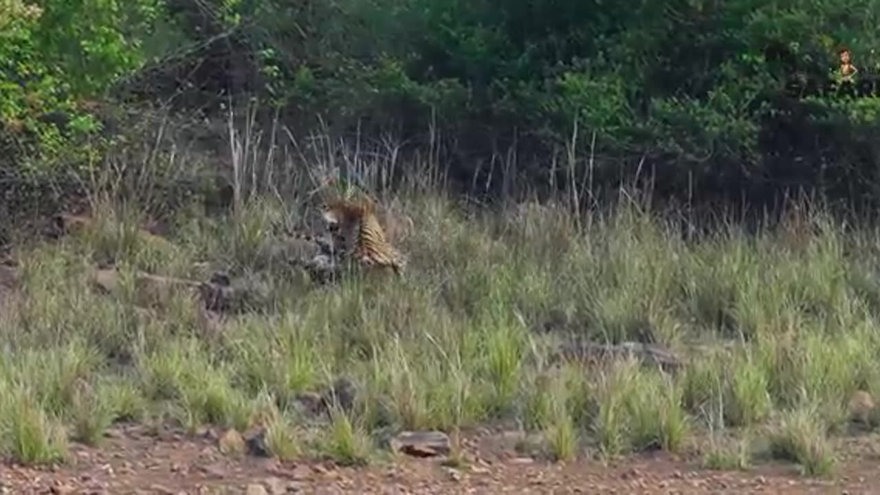 Animal fight