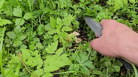 How to Find Morel Mushrooms - Tips & Tricks for Foraging the Best Tasting Thing in the Woods_part2