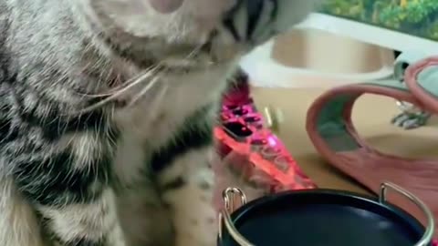 Funny Cats #cats #cutecats #foryou #funnytiktok