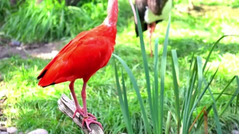 Piano & Birdsong Lullaby 🌙 For Nervous System Restoration