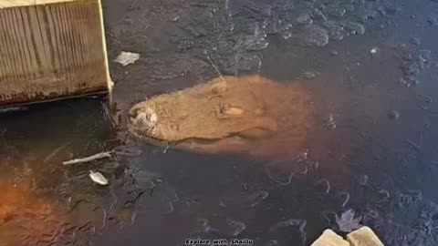 Never Help A Frozen Alligator