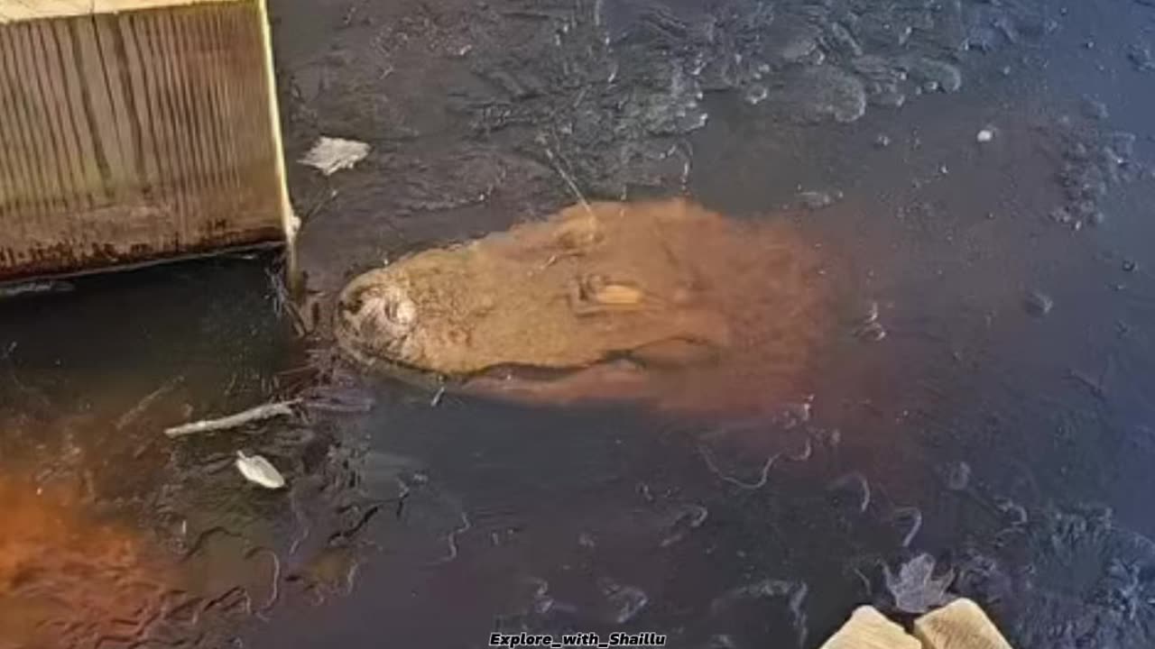 Never Help A Frozen Alligator