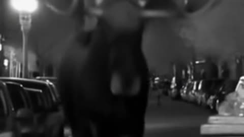 Moose damages car and trash can