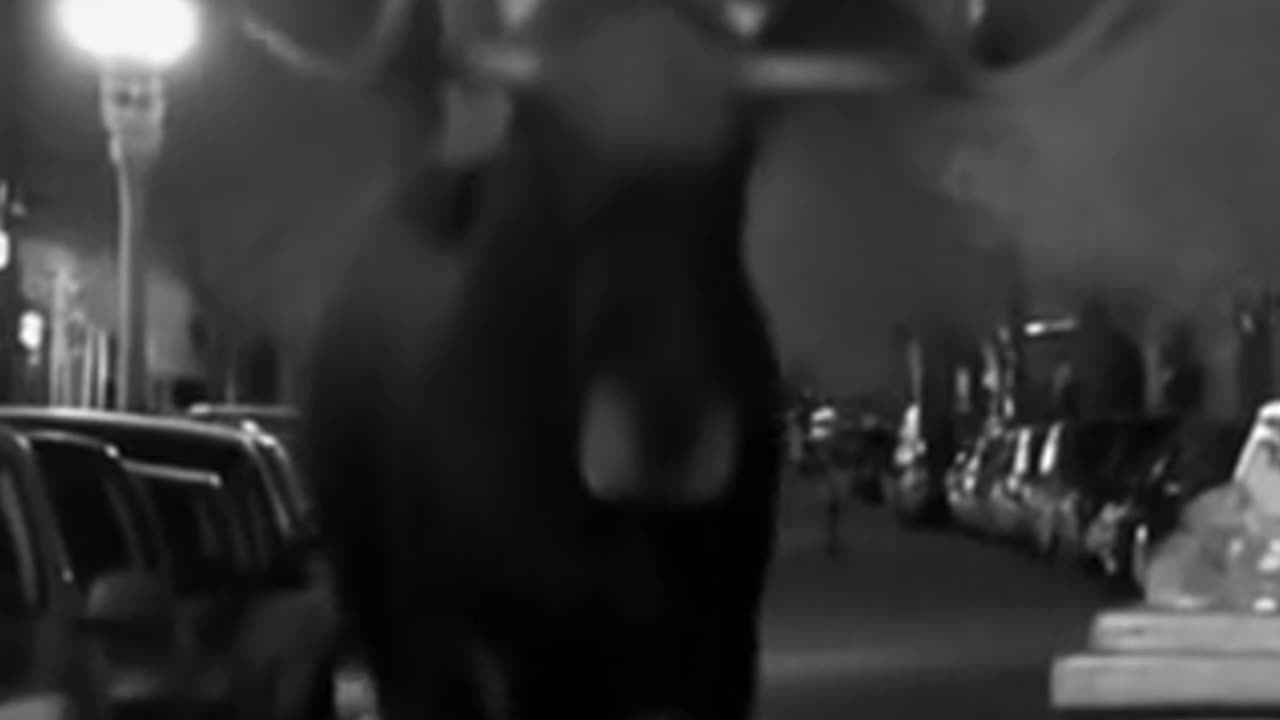 Moose damages car and trash can