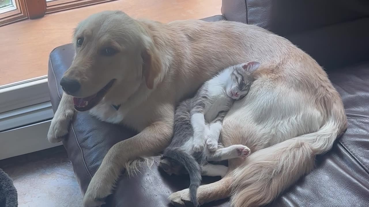 Kitten Resting Peacefully on Patient Golden Retriever’s Belly