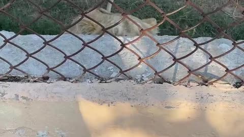 Lion Jumps on Fence and Scares Human
