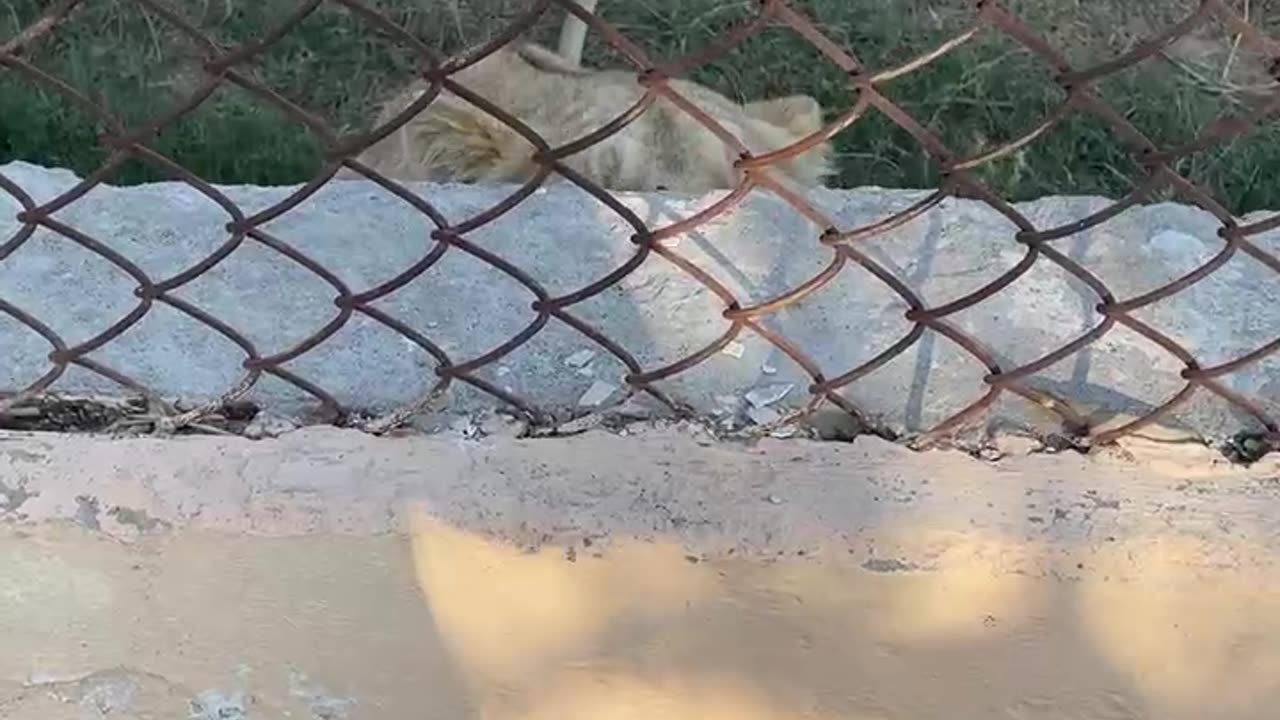 Lion Jumps on Fence and Scares Human