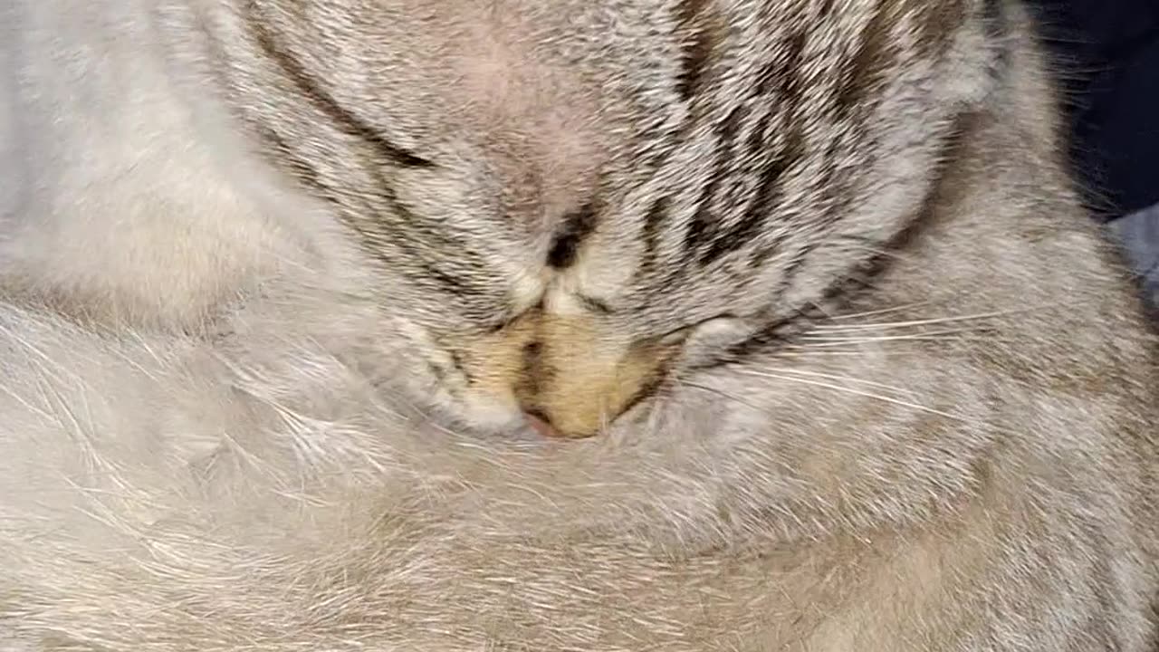 Rowl (my cat)