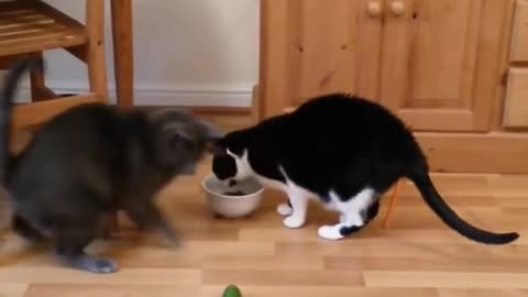 "Adorable Pets That Will Melt Your Heart! 🐾💖"