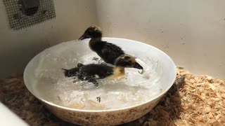 First swim for week old ducklings