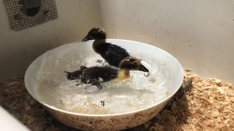 First swim for week old ducklings