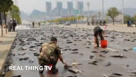 The Return of Apocalyptic Fish Rain