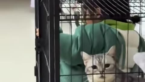 Happy Cats