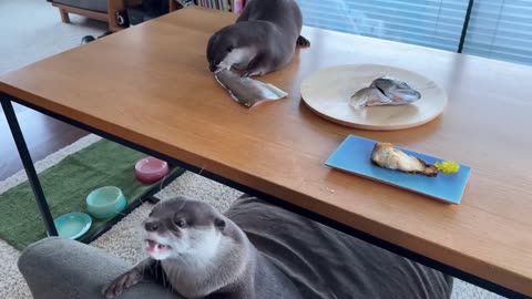 The otter is absolutely delighted to eat a big fish!