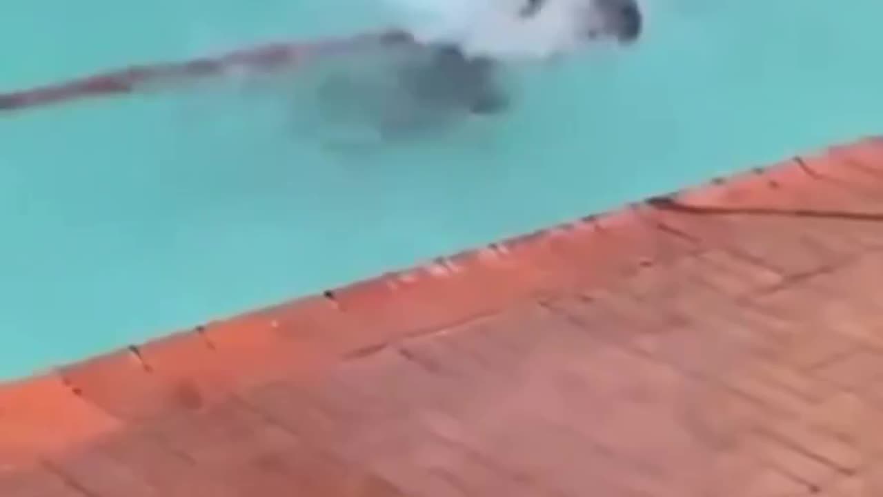 We also invented swimming.