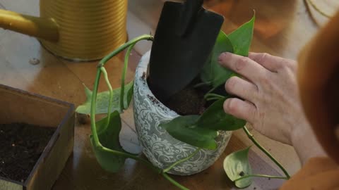 Philodendron Birkin Repotting