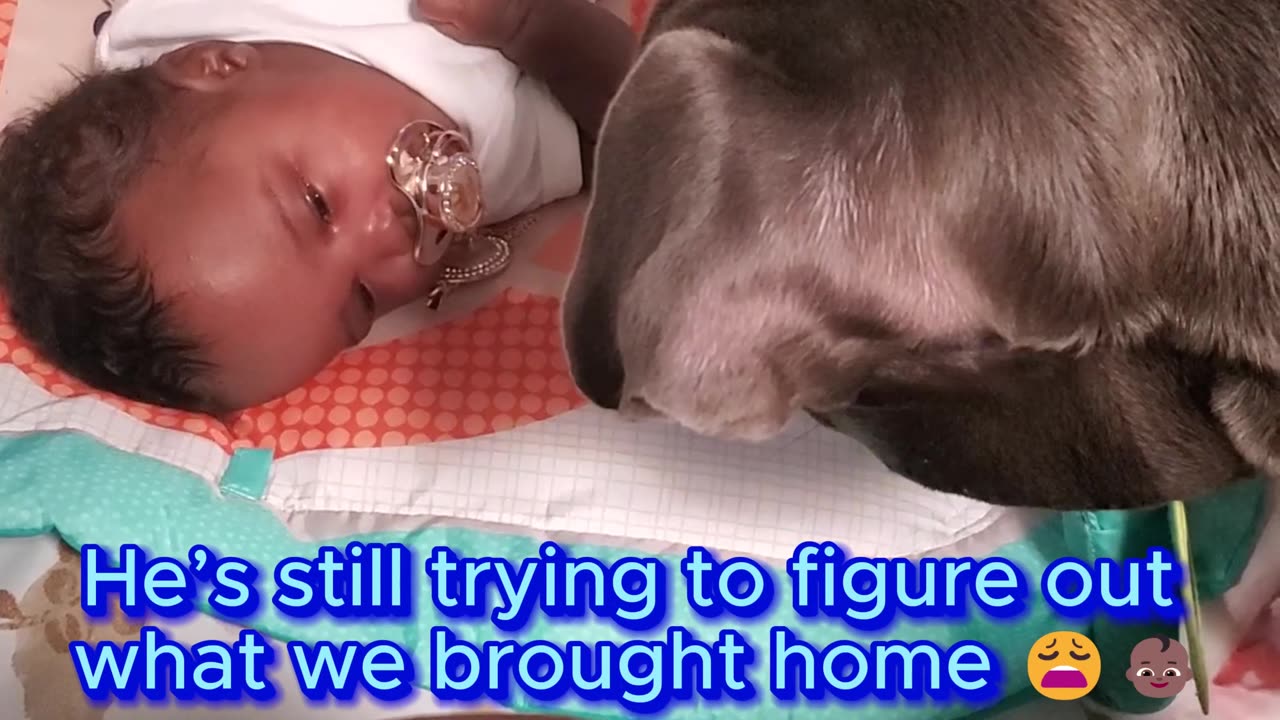 Blue trying to figure out what be brought home