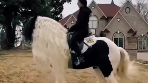 Record-Breaking Horses 🐎🔥 Stunning Horse Compilation You Can’t Miss!