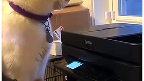 You Won’t Believe What This Cat Did to the Baby!”