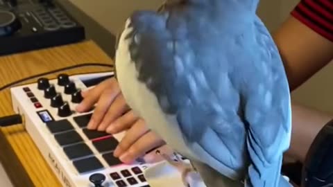 Parrot DJ Spinning Beats – Papagal DJ adevărat care mixează muzică! 🦜🎧🎶