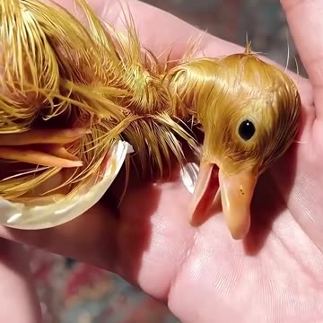 Saved duckling