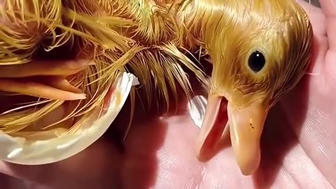 Saved duckling