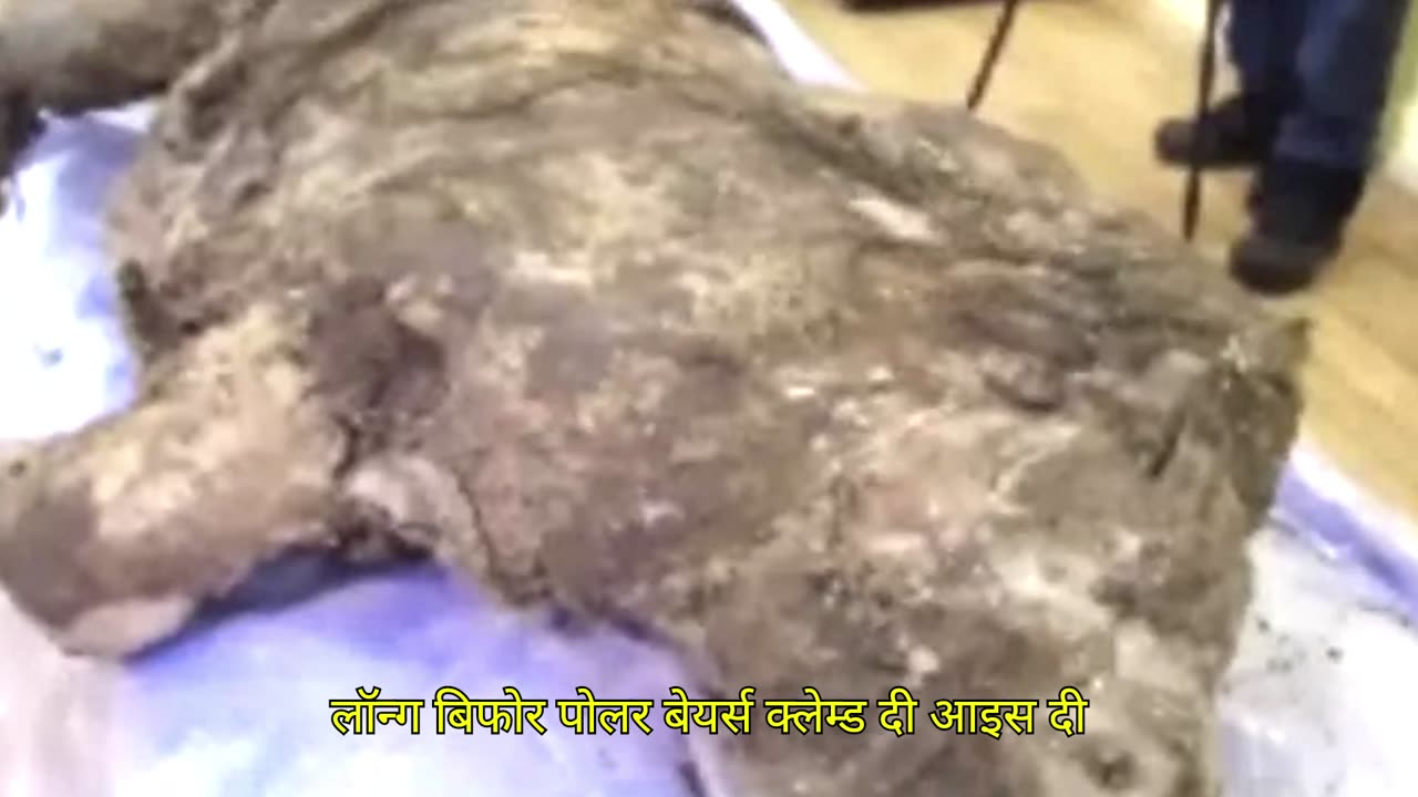 9 Prehistoric Animals Found Frozen In Ice