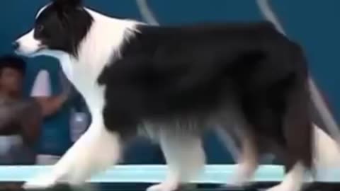 Funny pet 😂