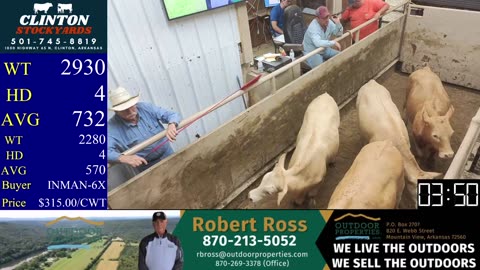 5/31/2025 - Cattle Auction - Clinton Stockyards