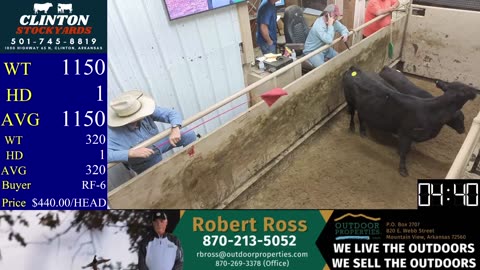 5/31/2025 - Cattle Auction - Clinton Stockyards
