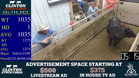 5/31/2025 - Cattle Auction - Clinton Stockyards