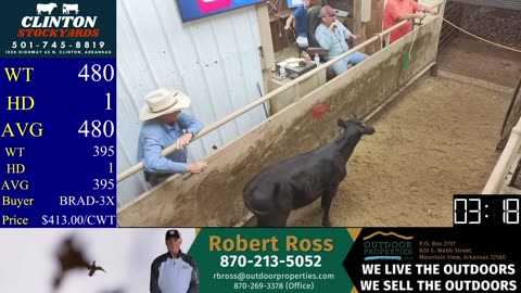 5/31/2025 - Cattle Auction - Clinton Stockyards