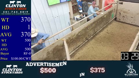 5/31/2025 - Cattle Auction - Clinton Stockyards