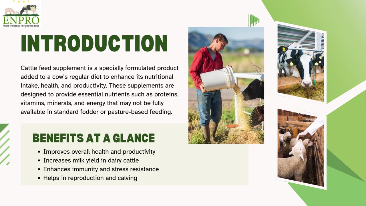 High-Quality Cattle Feed Supplements from Enpro Feeds