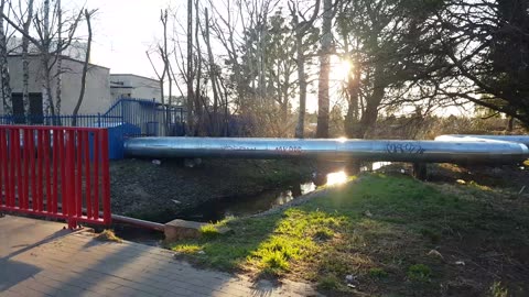 Straż Miejskie kontra dziki 04-04-2021 (dłuższy)